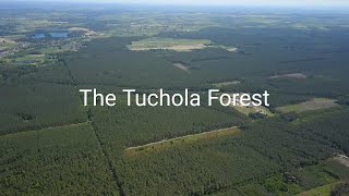 The Tuchola Forest Poland Drone footage [upl. by Nevlin462]