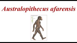 Australopithecus afarensis [upl. by Laverna]