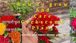 How to Grow and Care Of CockscombCelosia Plant youtube gardenview458celosia cockscombs🌿 [upl. by Tildy]