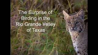 The Surprise of Birding the Rio Grande Valley of Texas [upl. by Ahseekat]