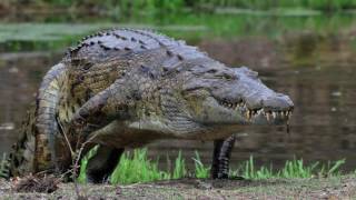 Symbiotic Relationship Video  Crow and Eagle Plover and Crocodile [upl. by Auhsoj221]