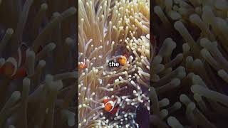 Clownfish amp Anem the Best Teamwork 2amblt [upl. by Tterb66]