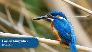 Eurasian Kingfisher  Birding Frames  Wildlife Photography [upl. by Arny63]