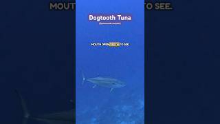 Monster Dogtooth Tuna swimming up from a deep coral drop off shorts fish nature ocean tuna [upl. by Sitoiyanap763]