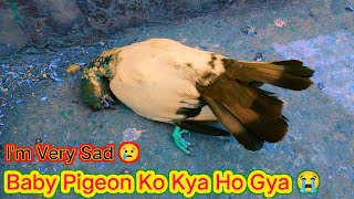 Baby Pigeon Ko Kya Ho Gya 😭  Kaise Mar Gya 💔  Pigeon Died Suddenly ☹️ [upl. by Cyndy]