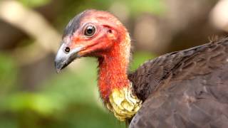 Head of an Australian BrushTurkey Alectura lathami  Kopf eines Buschhuhns [upl. by Weinert]