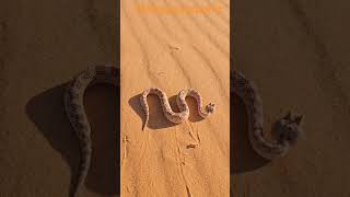 viper sahara desert merzouga cerastes snake snakephotography photographychallenge wildlife [upl. by Eninaj830]