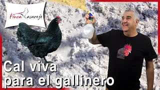 Cómo DESINFECTAR el suelo de tierra de tu GALPÓN o GALLINERO uso de la CAL ✅ [upl. by Kelsey]