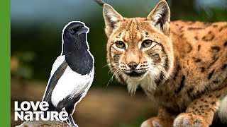 Odrina The Iberian Lynx Hunts Magpies  Love Nature BiteSize Showcase Official Selection [upl. by Ellehcyar]