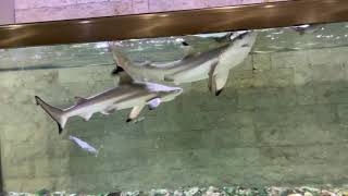 black tip reef shark home aquarium [upl. by Ticknor]