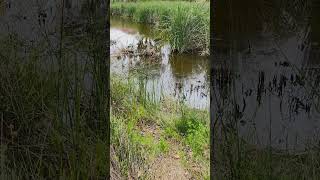 Gawler belt pond 261024 pond koi koifish kooinapond wildlife wildlifephotography [upl. by Seaden]