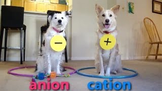 Dogs Teaching Chemistry  Chemical Bonds [upl. by Anivahs]