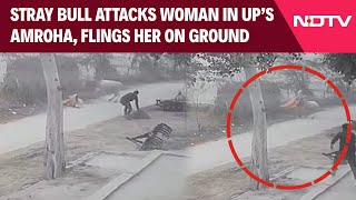 Uttar Pradesh News  Stray Bull Attacks Woman In UP’s Amroha Flings Her On Ground [upl. by Oibirot797]