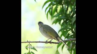 Lewins Honeyeater australianbirds birds [upl. by Eno55]