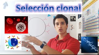 Selección clonal Inmunología EN 3 MINUTOS [upl. by Berga]