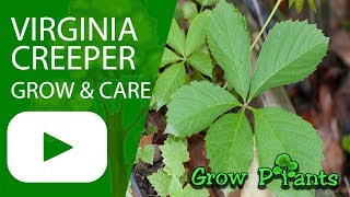 Virginia creeper  grow amp care Parthenocissus quinquefolia [upl. by Courcy150]