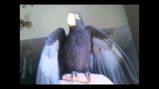 Introducing Chocobo a Greater Vasa Parrot [upl. by Niffirg]