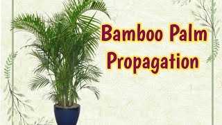 How To Propogate Bamboo Palm [upl. by Rebhun]