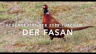 Der Fasan Adbenskalender 231 [upl. by Yks]