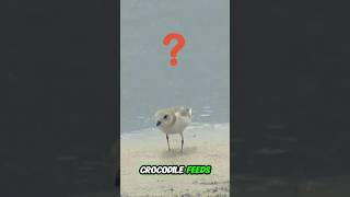 Why Does This BIRD Sit on a CROCODILES Jaw [upl. by Adnuhsar]