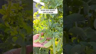 Saving seeds from our snow peas gardening vegetablegardening fyp [upl. by Anilocin]