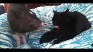 Piggy Tales 03 Mini Pot Belly Pig Funny Mr Ebenezer [upl. by Eneleuqcaj917]