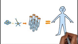 Using iCell GlutaNeurons for Safety Pharmacology and Drug Discovery [upl. by Gildas]