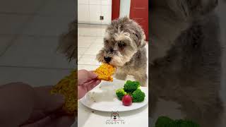 Best Dog Food Review 2025 pets dogfood cute petfood puppy naturaldogfood [upl. by Leede]