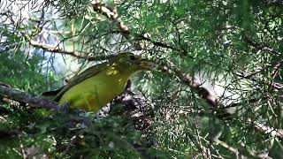 Tanager Nest [upl. by Harned]