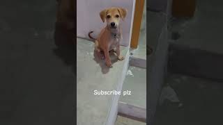 tamil dogcomedy pets dogvideos doglover [upl. by Coppins864]