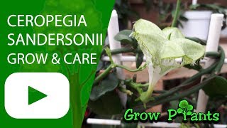 Ceropegia sandersonii  grow amp care Parachute plant [upl. by Cirri]