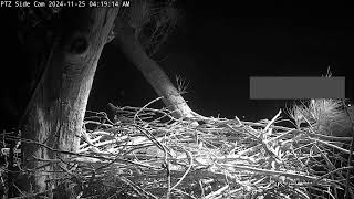 1 egg  Captiva Side PTZ Eagle Cam  Connie amp Clive [upl. by Yelkreb462]