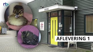 Bij Ons op de Dierenambulance  Aflevering 1 [upl. by Engleman699]