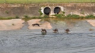 Daddy otter playing with his pups at the monsoon drain 09 Oct 2015 [upl. by Atsyrt471]