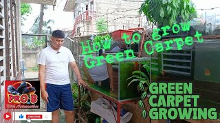 how to grow green algae viral [upl. by Gayle]