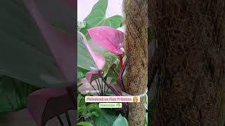 Philodendron Pink Princess philodendron pinkprincess indoorplants homegarden [upl. by Bohlen115]