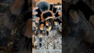 Mexican Redknee Tarantula Freshly molted tarantulasoftheworld tarantula shorts trending [upl. by Hsevahb]