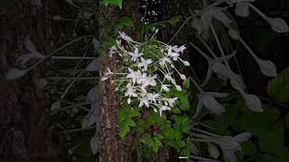 ปีบ กาสะลอง  Indian cork tree [upl. by Azil]