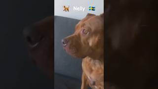 Nelly Nirvana 🐕 🇸🇪 dog hund pets shorts [upl. by Rutledge]