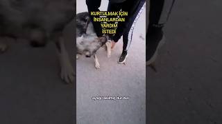 Çaresiz Köpeğin Yardım İstediği Anlar Kalbimizi Isıttı [upl. by Anirres]