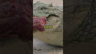 Crocodiles eat stone [upl. by Eisele62]