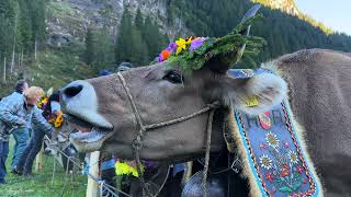 Cow parade Switzerland [upl. by Eitak]