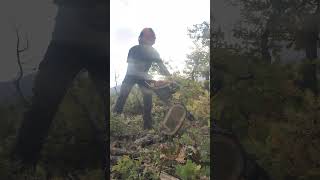 lumberjack asmr lumberjacking logcutting wood husqvarna [upl. by Rainwater]