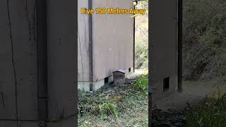 Honeybees Swarm Settled in New Hive 150m Away [upl. by Alduino933]