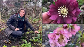 Hellebore Winter Care  Quick Tips  Homegrown Garden [upl. by Ahseym]