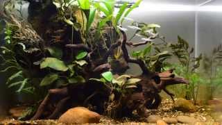 Cameroon biotope aquarium [upl. by Torre]