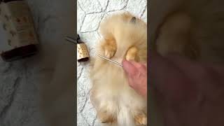 Detangling Spray for a perfect fur 🐶 shortvideo bellydog dogcare [upl. by Eniroc12]