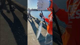 Mackerel fishing at Jodrey State Fish Pier in Gloucester MA 119 2024 [upl. by Fai]