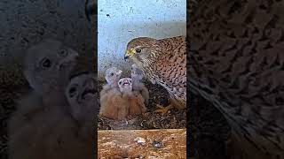 Wow Falcon Kestrel nestlings are hungry owl birds animals wildlife congrats shorts live [upl. by Atteuqahc]