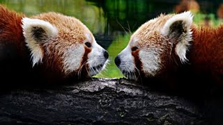 Breeding Cycle of Red Panda  Mating  Birth  Breast feeding  Teaching  SINGHRAKSHAK [upl. by Arabella812]